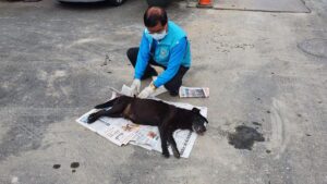 流浪犬往生 善心人士協助善後