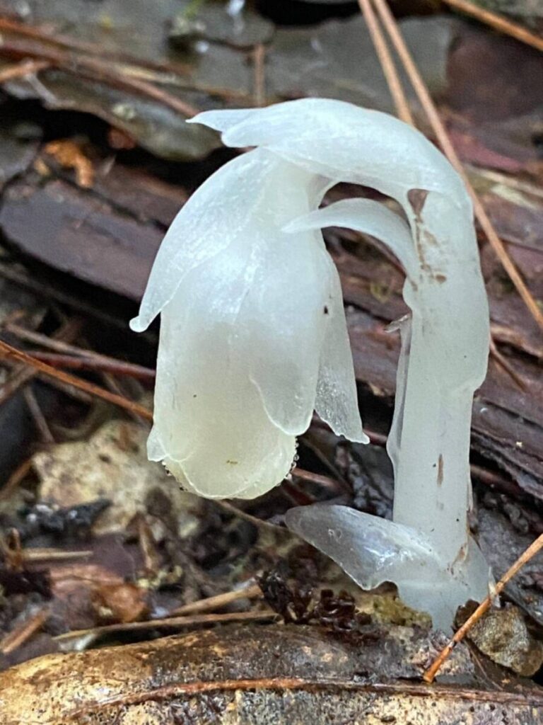 像晶瑩無暇的琉璃藝術品　台灣高山水晶蘭盛開山友驚豔