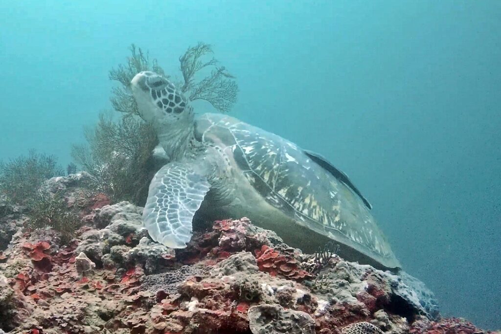 海科潮境水下攝影直擊海扇是海龜抓癢最愛　望海巷潮境海灣資源保育區人流管制將實施