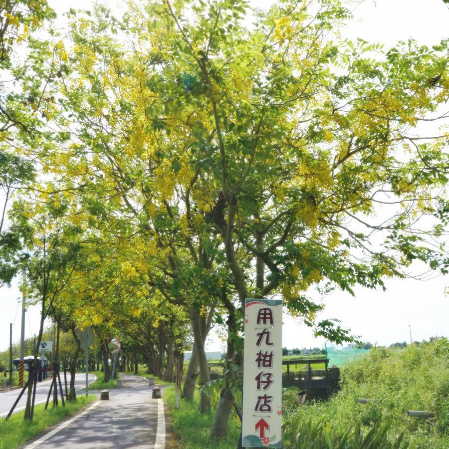 「朴子溪自行車道」阿勃勒花盛開　翁章梁邀遊客騎車探秘