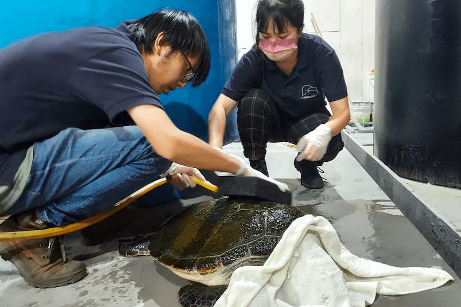 違法飼養保育類動物     刑責最高裁罰100萬