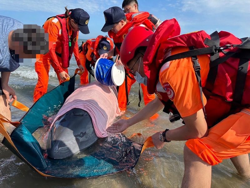 苗栗苑裡沙灘驚現小抹香鯨 海巡及熱心民眾成功救援