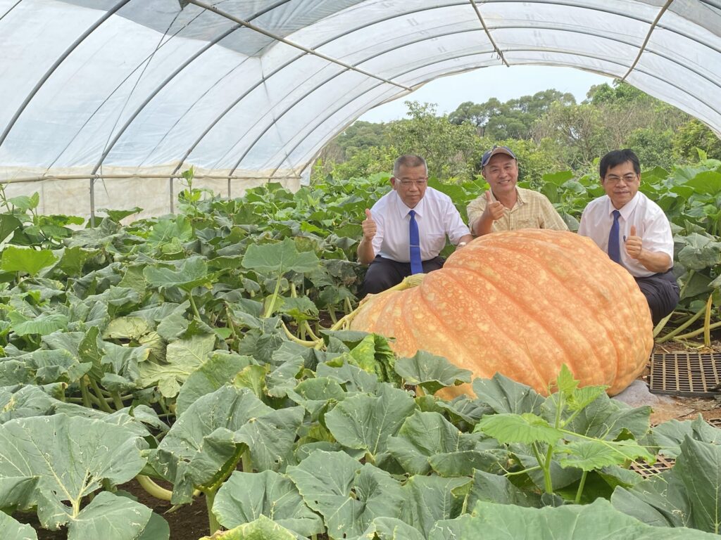 南瓜原來這麼大! 全國大南瓜比賽6/16將於淡水金色水岸廣場舉辦!