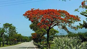 後山小調∕賞心悦目的公路鳳凰花道