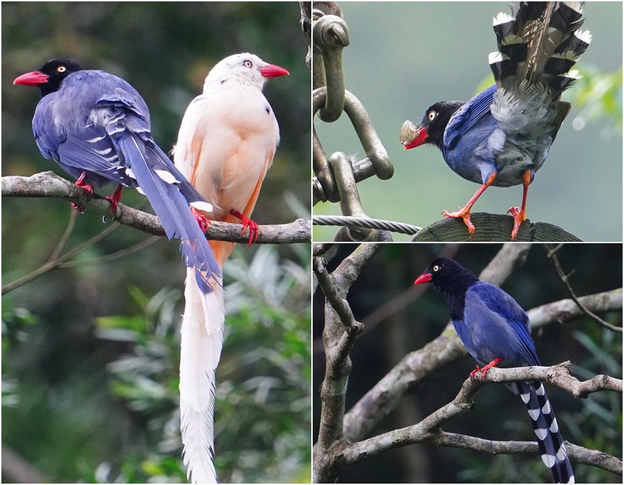 用鏡頭看鳥事∕珍稀之鳥！　頭城農場白藍鵲育雛秀登場