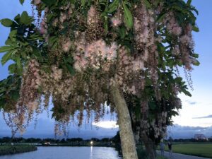 宜蘭今夏最熱打卡點　「夜賞穗花夏日煙火」、「小鹿放風箏彩繪稻田」