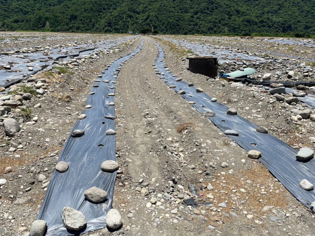 花蓮縣政府攜手壽豐鄉農會 西瓜產區示範使用可分解農地膜