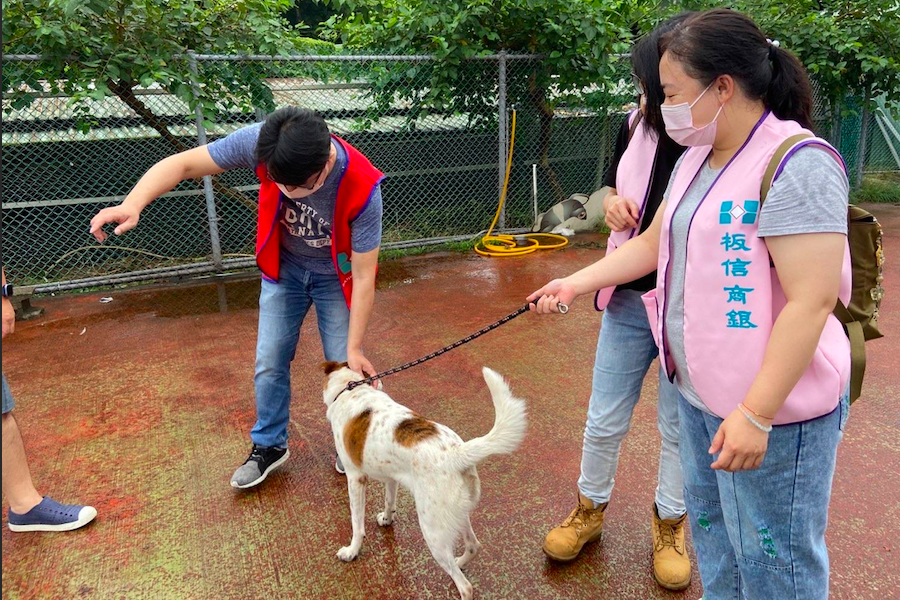 給流浪動物一個家的機會     板信商業銀行以行動支持動物保護