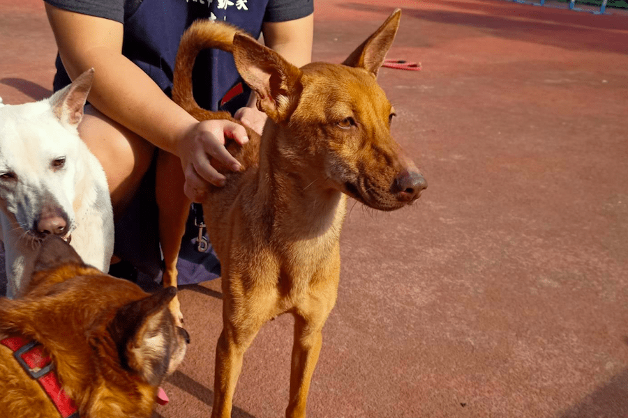 限時優惠！認養犬隻可獲最高3,000元保險補助     新北動保處推出特別專案