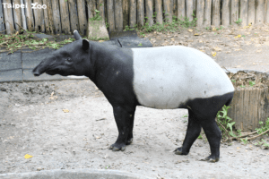 台北市立動物園馬來貘「貘克」驚傳過世　將解剖確認初步死因