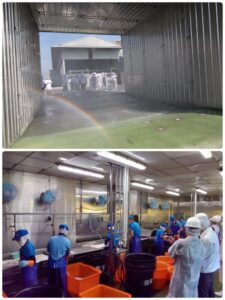 推動屠宰場肉品衛生安全管制系統（HACCP） 建立現代化屠宰場