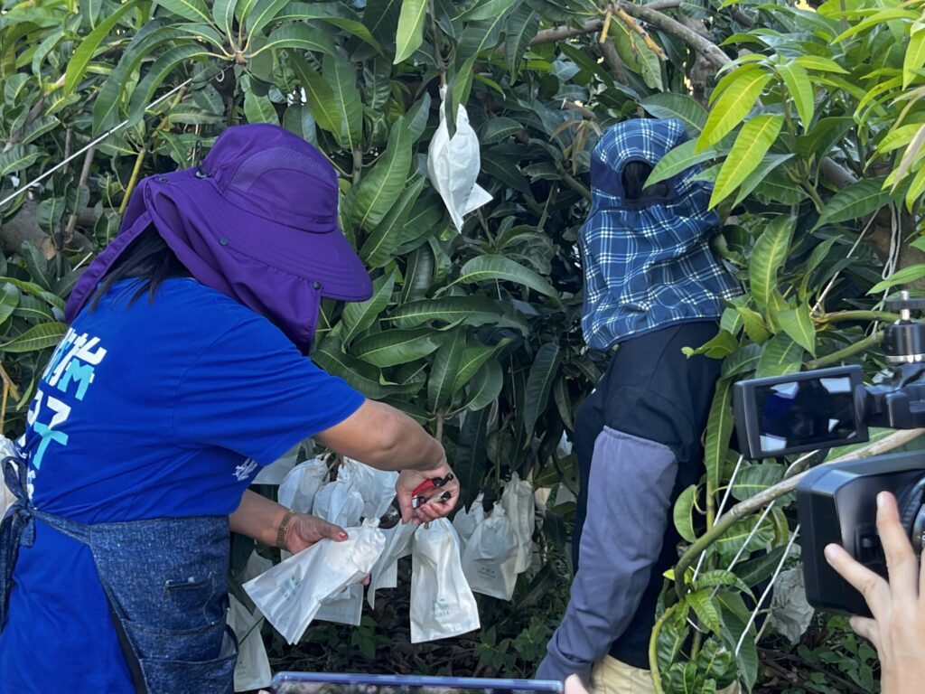 影音/杜蘇芮颱風恐侵襲 彰化農民搶收金蜜芒果