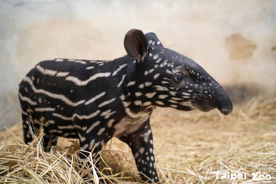 馬來貘寶寶滿月了！　台北市動物園邀請民眾來取名