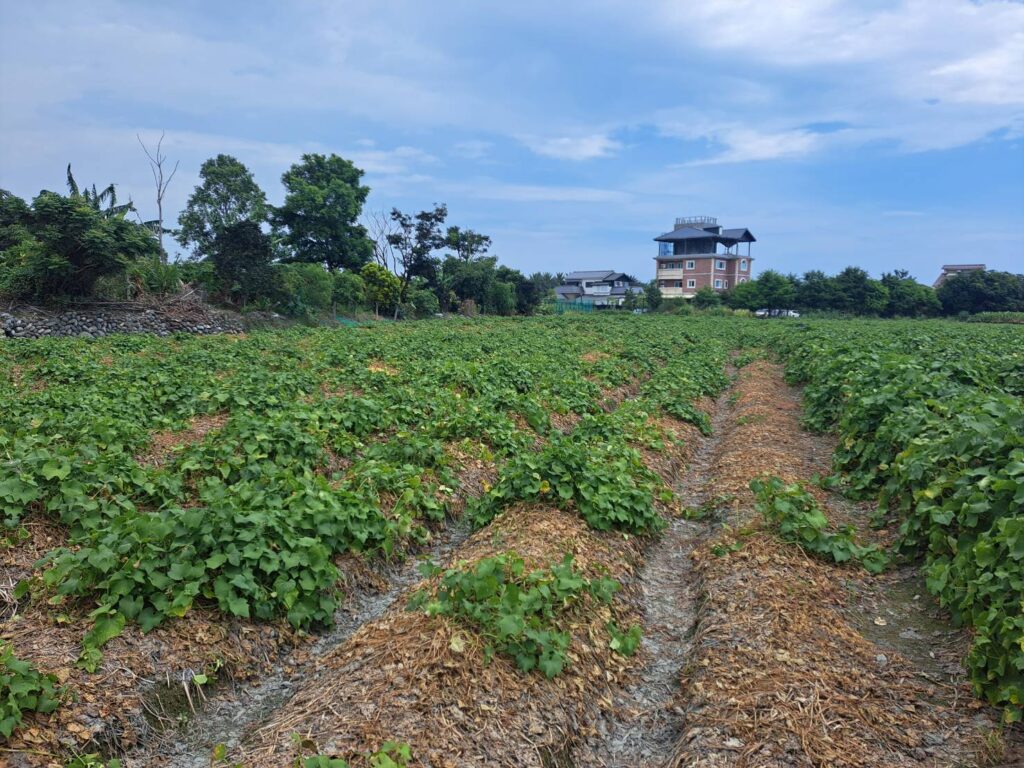 農業部公告吉安鄉龍鬚菜及扁蒲現金救助 受理期8/18至8/28