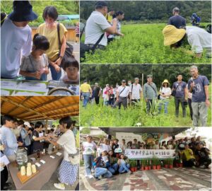 犬香薷節登場　以里山市集展現雙連埤的生活精神