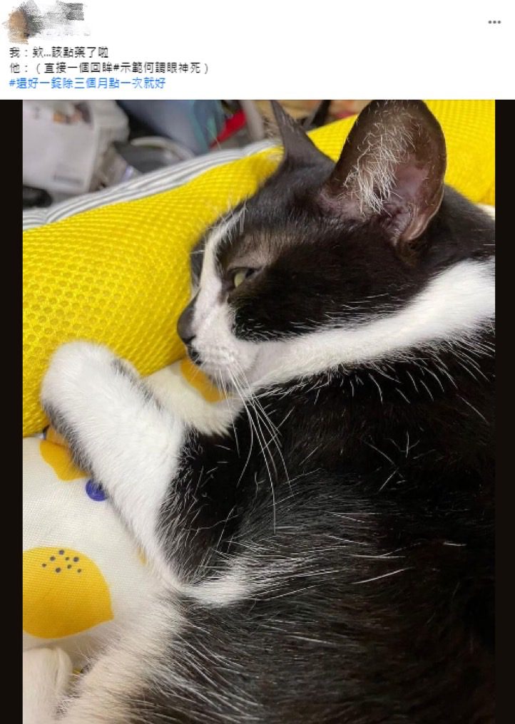 貓奴心聲！貓皇「回眸眼神死」笑翻網友：真的會走心