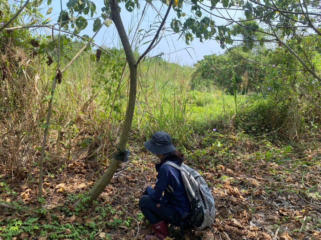 睽違17年石虎現蹤臺南 國土生態綠網串聯生物廊道