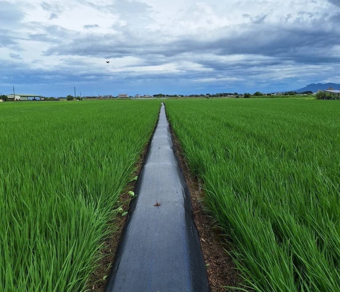 海葵颱風豪雨侵襲　稻田排水及病蟲害防治措施不可少