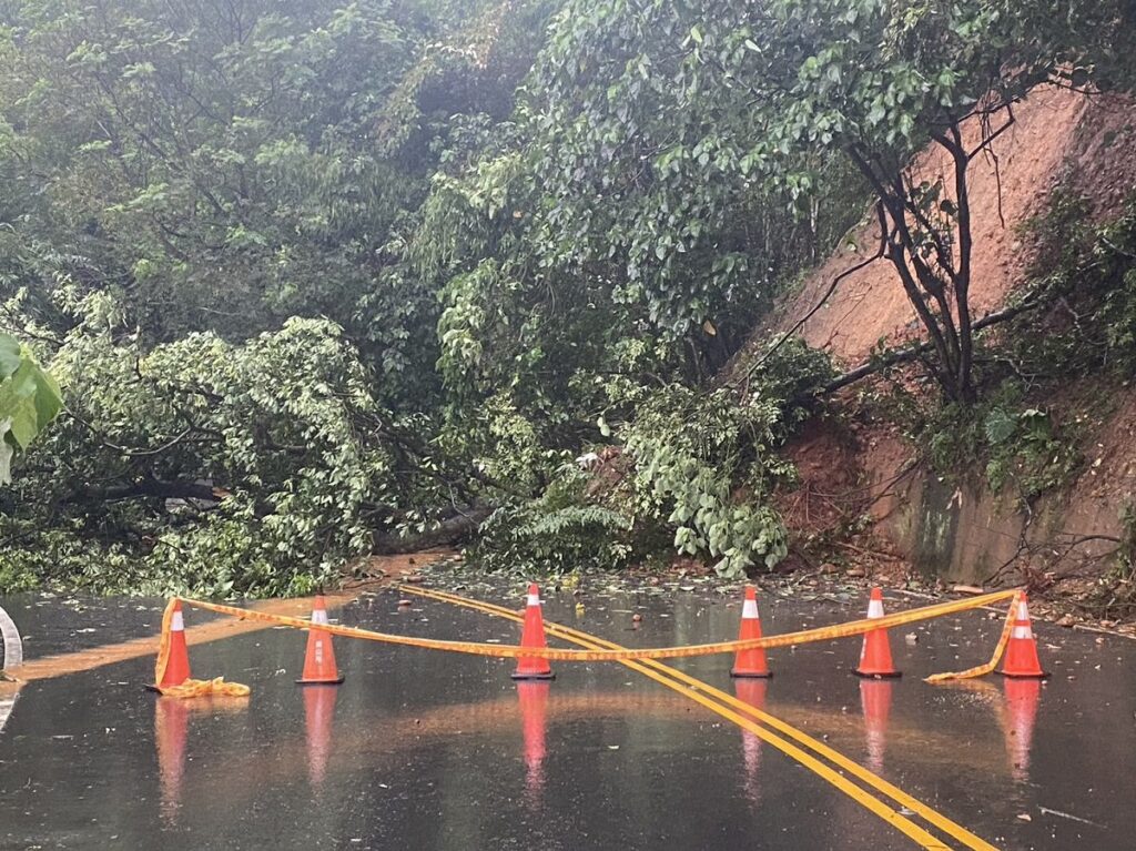 員林再下強降雨造成土石鬆動　樹木連根拔起橫躺路中