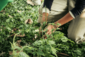 大自然與美食的完美結合　微笑山線「秋收之宴」倒數中