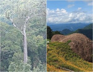 後山小調∕赤科山的赤柯巨木