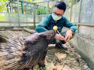 壽山動物園新生冠豪豬「小芋頭」滿月 吃貨萌樣曝光