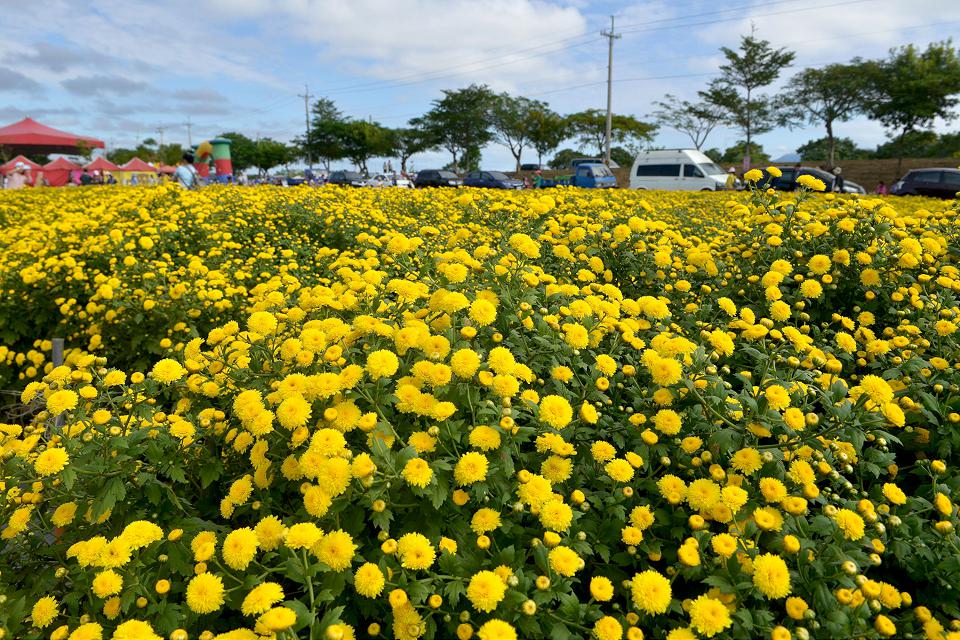 苗栗公館香芋菊柿　銅鑼芋見你杭菊生活