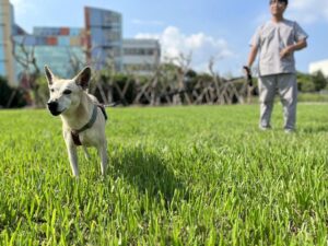 為毛小孩行為訓練矯正　北市動物之家歡迎認養