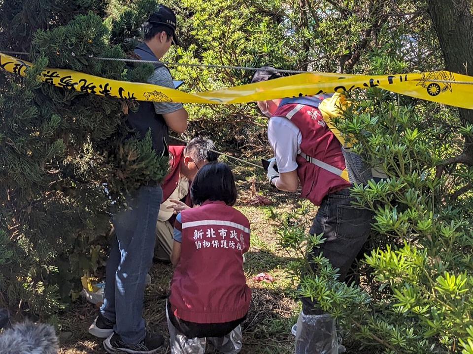 動物遭支解丟道路分隔島　動保處：是山羌不是狗