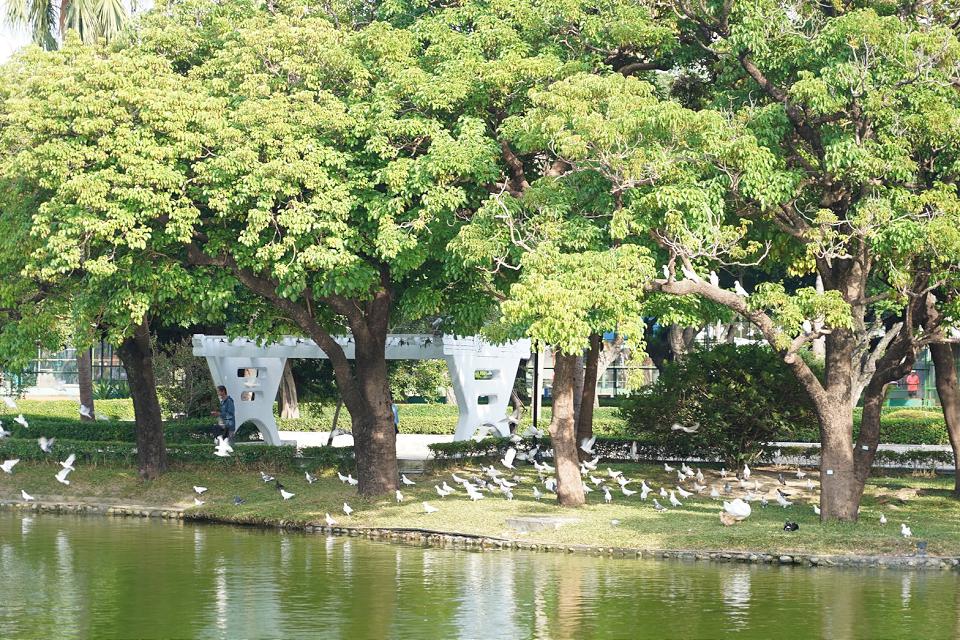 台中公園野鴿氾濫　市府祭出禁餵誘補節育三法