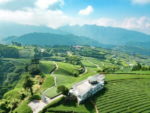 嘉義茶園步道受歡迎　文觀局短影音流量破百萬