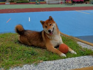 校犬「柴哥」成心靈醫生　療癒學童和街友的心