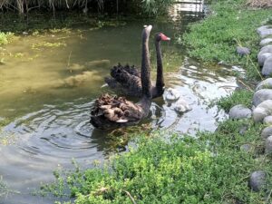 台中秋紅谷公園喜獲6麟「鵝」　民眾勿興奮跨欄驚擾