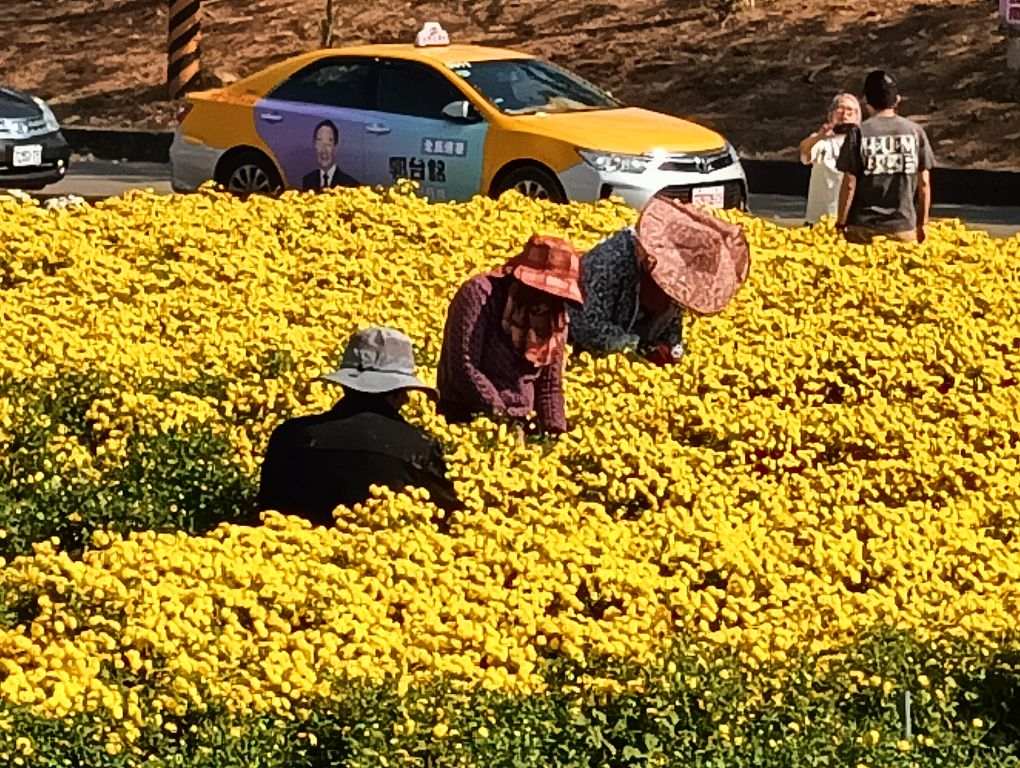 2023銅鑼杭菊芋頭節登場 花海美景、在地美食吸引遊客造訪