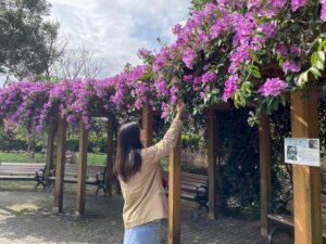 夢幻紫色花瀑「蒜香藤」廊道　短花期免費限時搶拍