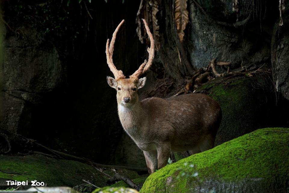 北市立動物園聖誕紅三寶　大小朋友週末來尋找