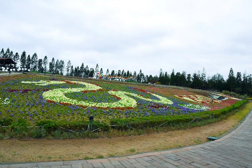 澎湖休憩園區1.8公頃花海　再一週花況盛開