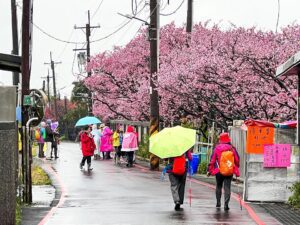 陽明山櫻花巷花況盛開　台北都市中花仙境