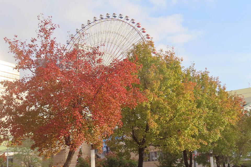 北市街頭楓葉綠轉紅　妝點季節新色彩