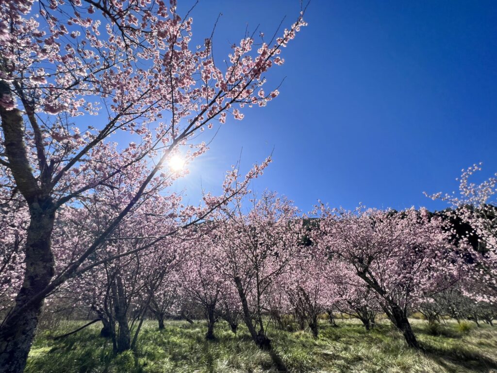 春遊賞櫻來武陵，113年搭乘公共運輸粉好行