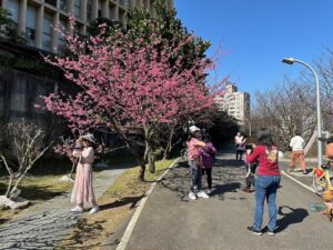 汐止康誥坑溪櫻花盛開　200株山櫻花爭妍鬥豔