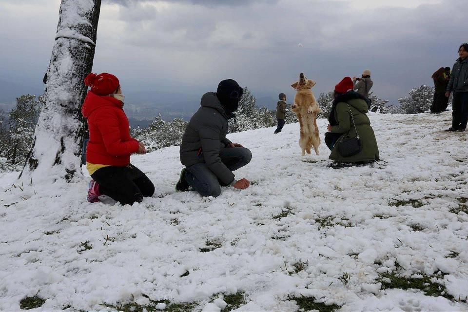 陽明山若低溫下雪　仰德大道交管車輛加掛雪鏈