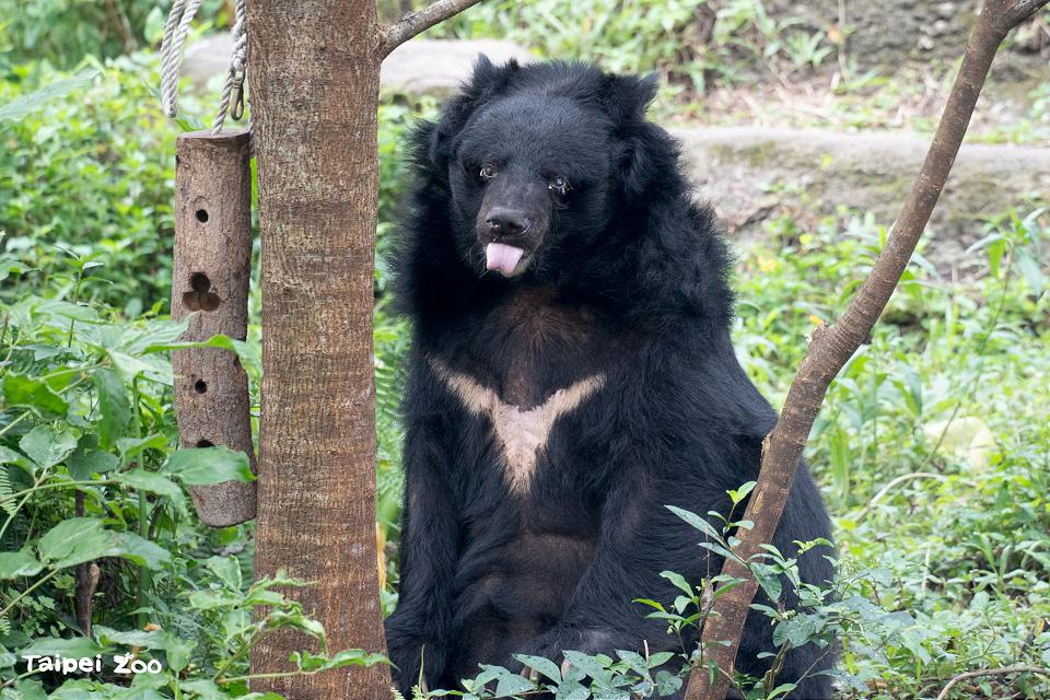 哭哭！高齡「小熊」34歲辭世　動物園界最老亞洲黑熊