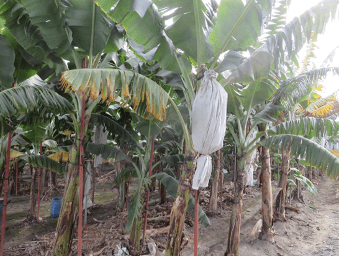 香蕉收入保險即日起投保至3月31日截止　歡迎蕉農至農會投保