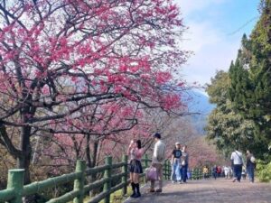 陽明山公園櫻花盛開　228連假百花齊放