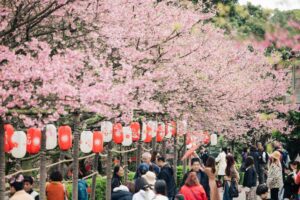 把握最後一週淡水天元宮遊賞夜櫻　三芝及土城等區櫻花接力綻放