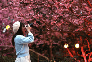 淡水天元宮2024花見櫻花季倒數     春節尾聲好去處