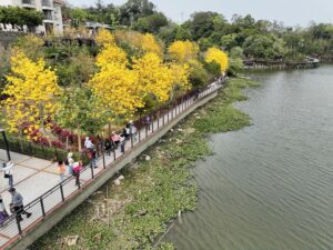 黃花風鈴木3月盛開　竹縣絕美景點大公開