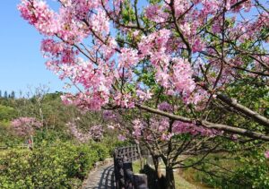 櫻花季倒數      三芝櫻花季將帶您探索自然之美     3/9一起賞櫻