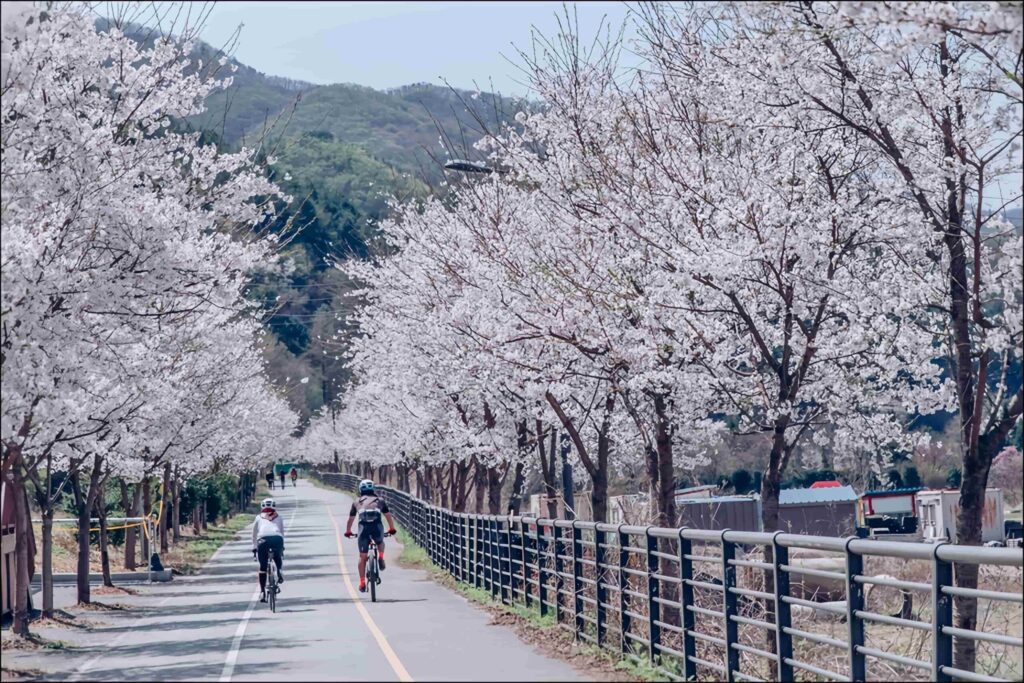 2024只走花路  Klook開春帶你遊韓國5大浪漫花海